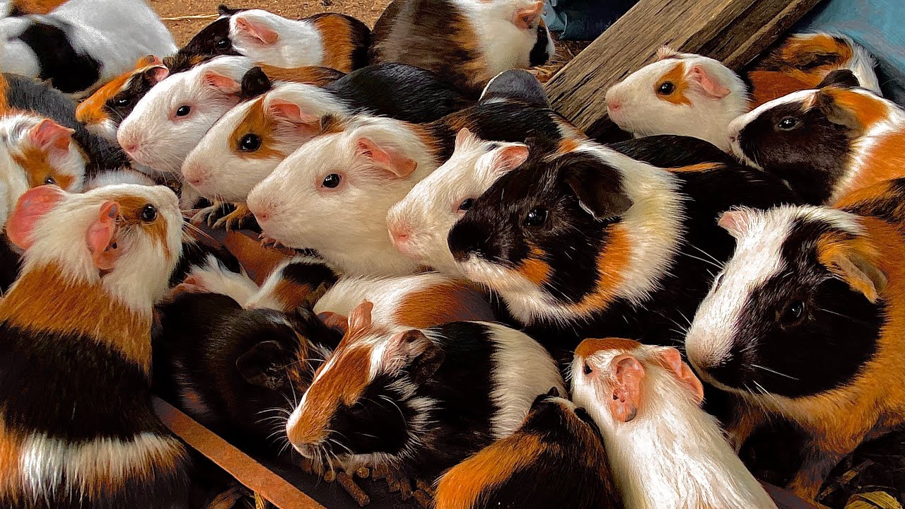 REI DOS PORQUINHOS DA ÍNDIA,FILHOTES,MUITOS ANIMAIS.FEMAS GIGANTES. 👑🫅🤴🐹🐹