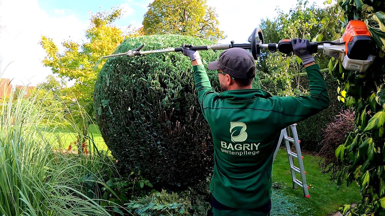 ⁣I RETURN the former SHAPE of the OVERGROWN spherical Thuja and Laurel