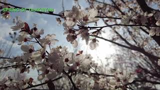 ТАБИАТИ ЗЕБОИ ДИЁРИ МАН  ТОҶИКИСТОН- BEAUTIFUL NATURE OF TAJIKISTAN