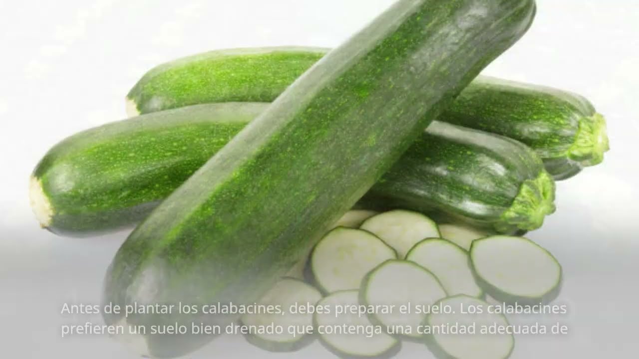 Cómo Plantar Calabacines Distancia Guía Completa