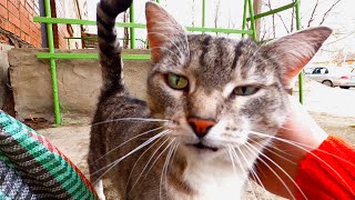 Cute tabby Cat meows and and begs passers-by to feed him by My Little Friend 126 views 4 years ago 3 minutes, 21 seconds