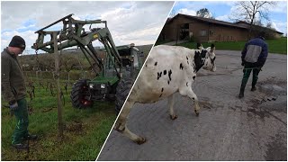 FarmVlog#267 - Rebzeile entfernen, nette Kühe und komisches Wetter