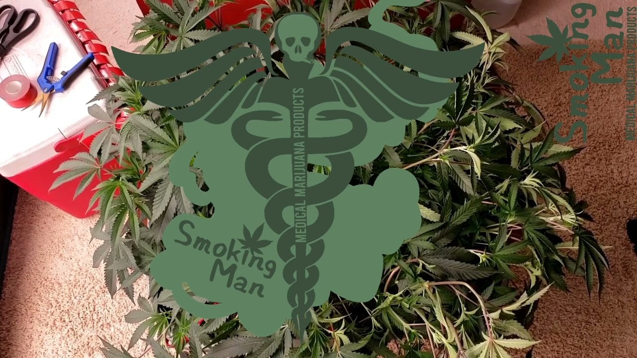 1lb Plant Project Episode 5 Gary Payton LST  day 38 veg