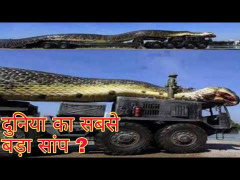दुनिया का सबसे बड़ा सांप। the largest snake in the world( real)