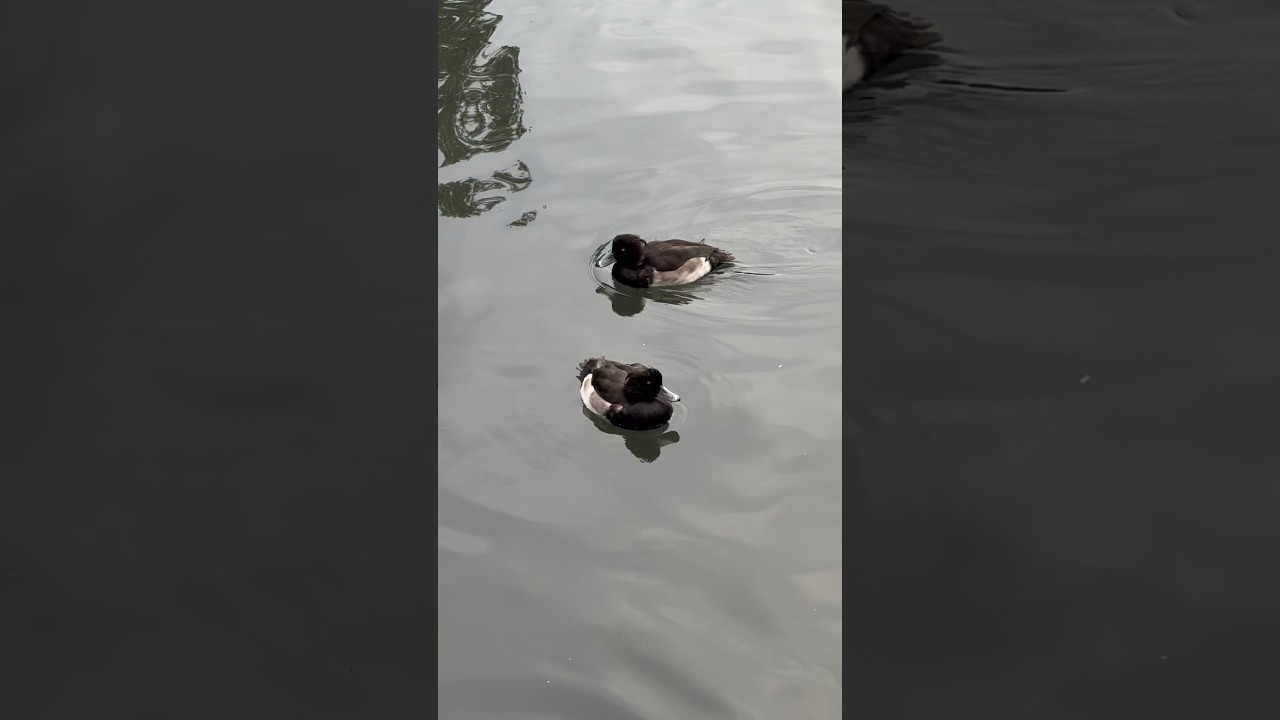 Tufted ducks are fluffy rubber ducks 