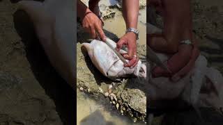 How to Clean Cuttlefish Like a Pro | Find Mora Ell Fish