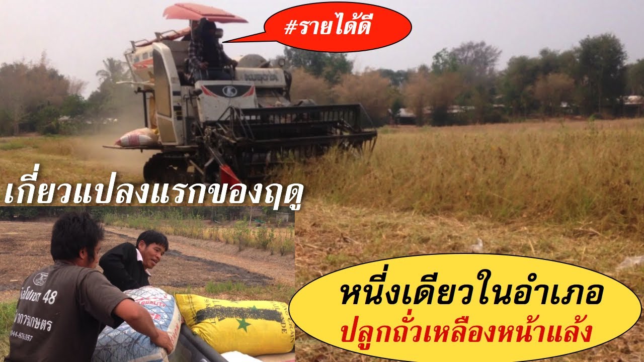 หนี่งเดียวในอำเภอปลูกถั่วเหลืองหน้าแล้งรายได้ดี !! EP 101