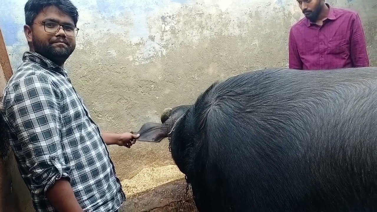 Tetanus in Buffalo | Symptoms | Treatment | Dr Umar Khan