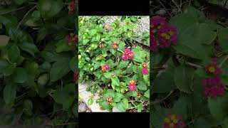 Look at the beautiful colors on this Lantana! 😍 #plants #lantana