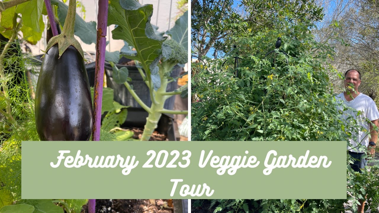 Tour of Veggie Garden February 2023 . Organic gardening zone 9b - YouTube