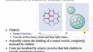BME2140 Fall 2019 Protein traffic lecture