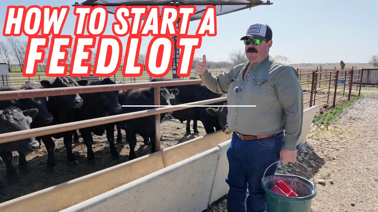 How To Start Your Own Feedlot (Step-by-Step Guide)