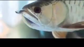 A Lesson From Arwana Fish