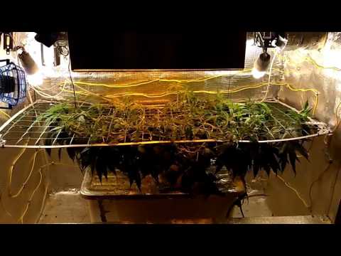 Гроу гроу песня. Гроу гроу песня. Гроубокс гидропоника. Методика гроу. Гроубокс конопляный.