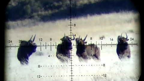 Culling Vapour Trail Head Shot TriggerCam 2.1