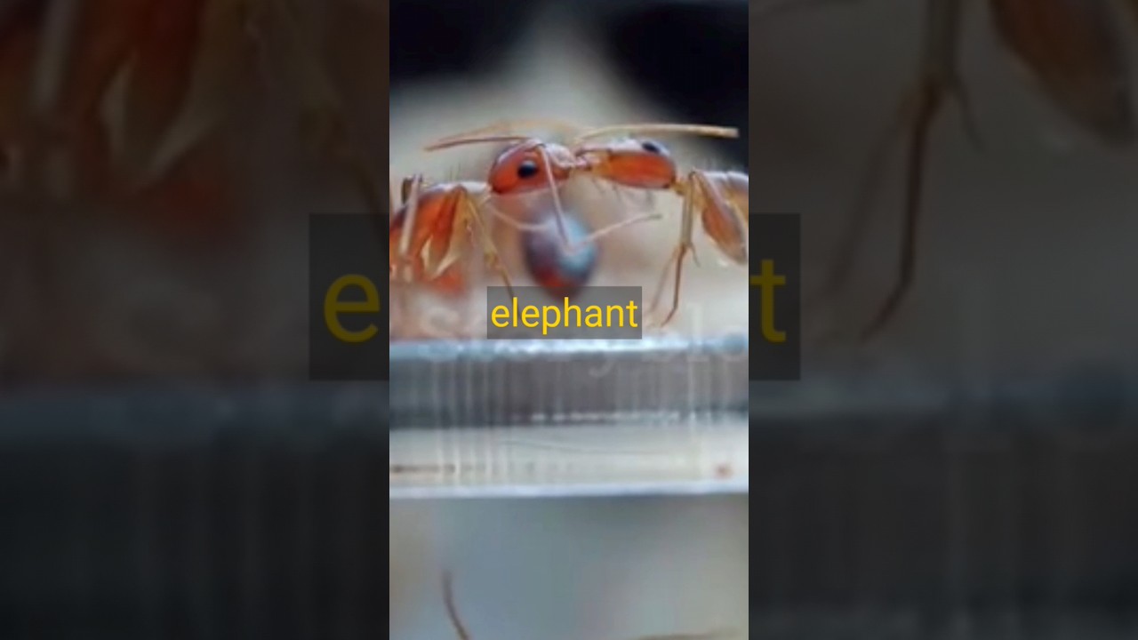 Laugh Away Stress with Clever Ant Puns 