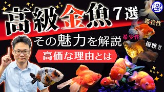 【高級金魚】優雅で美しい高級金魚の魅力と高価な理由！【全7選】