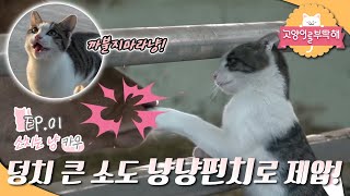 고양이를 부탁해 - 소 치는 카우냥이_#001