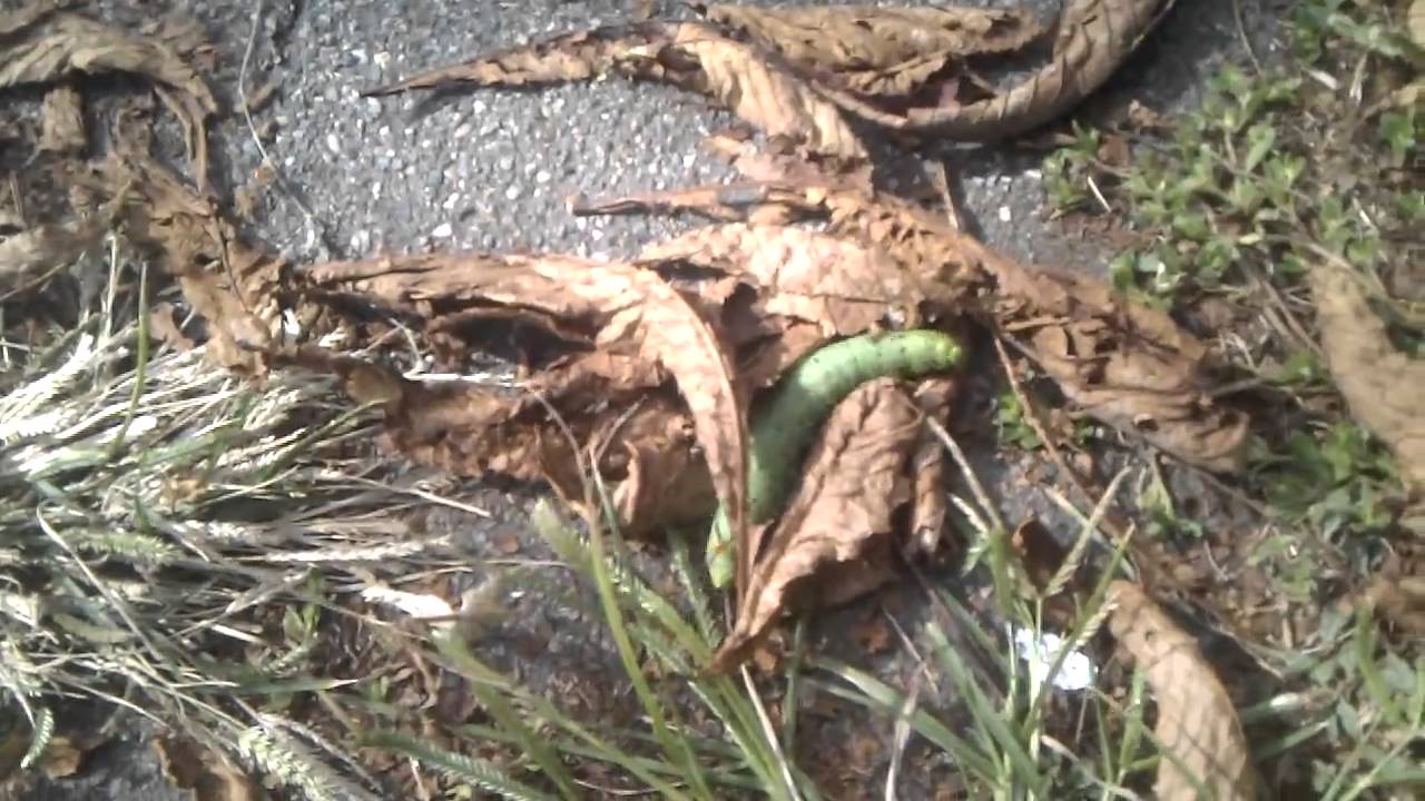 Bruco gigante YouTube Bruco gigante YouTube