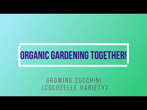 Video: Come coltivare le zucchine cocozelle?