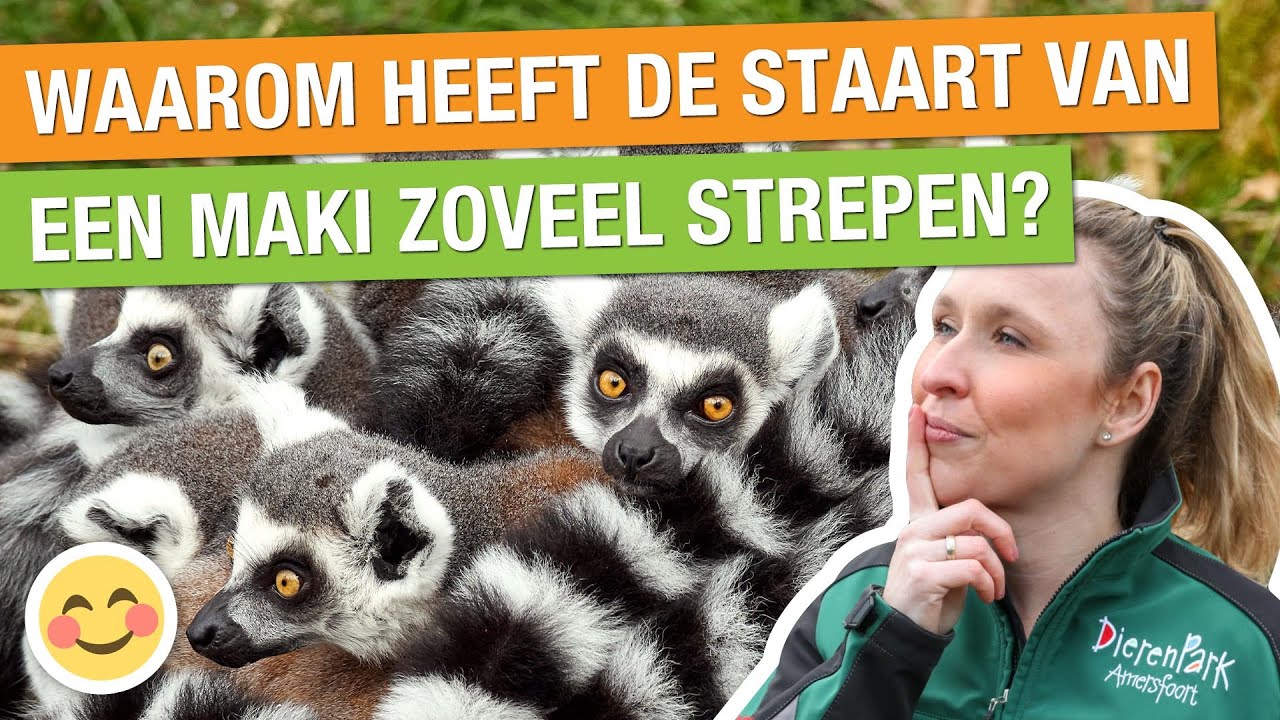 KLEINE RINGSTAARTMAKI GEBOREN 😍 + ALLES OVER DE MAKI’S! | Carlijns Dierenvraag #38