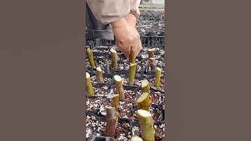 Fig Cutting Propagation Technique Step by Step #farming @RomFarm