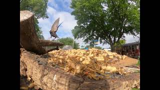 Bird breakfast buffet