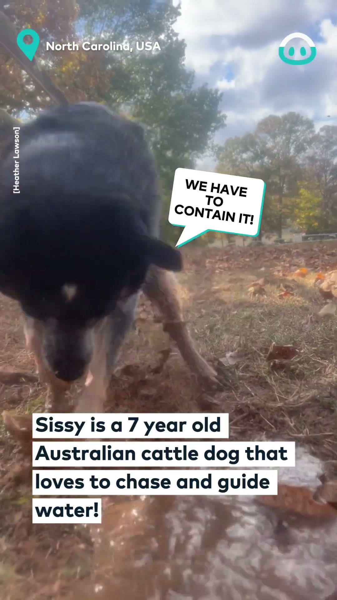 Aussie Sheep Dog Herds Water? || ViralHog