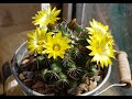 2020 flowering Mammillaria melaleuca