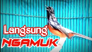 Download Lagu PANCINGAN MURAI BATU GACOR, SEKALI DENGAR MURAI APAPUN LANGSUNG EMOSI GACOR ON BONGKAR ISIAN MP3 Download Lagu PANCINGAN MURAI BATU GACOR, SEKALI DENGAR MURAI APAPUN LANGSUNG EMOSI GACOR ON BONGKAR ISIAN MP3