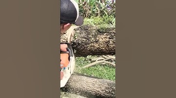 woodcutter big tree felling skill technique #woodworking #chainsaw #shortvideo