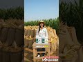 ¡Cosecha de MAÍZ así de CARGADA! 🌽💥
