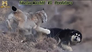 Tibetan Mastiff vs Predators | Top 5 Animals Face Off