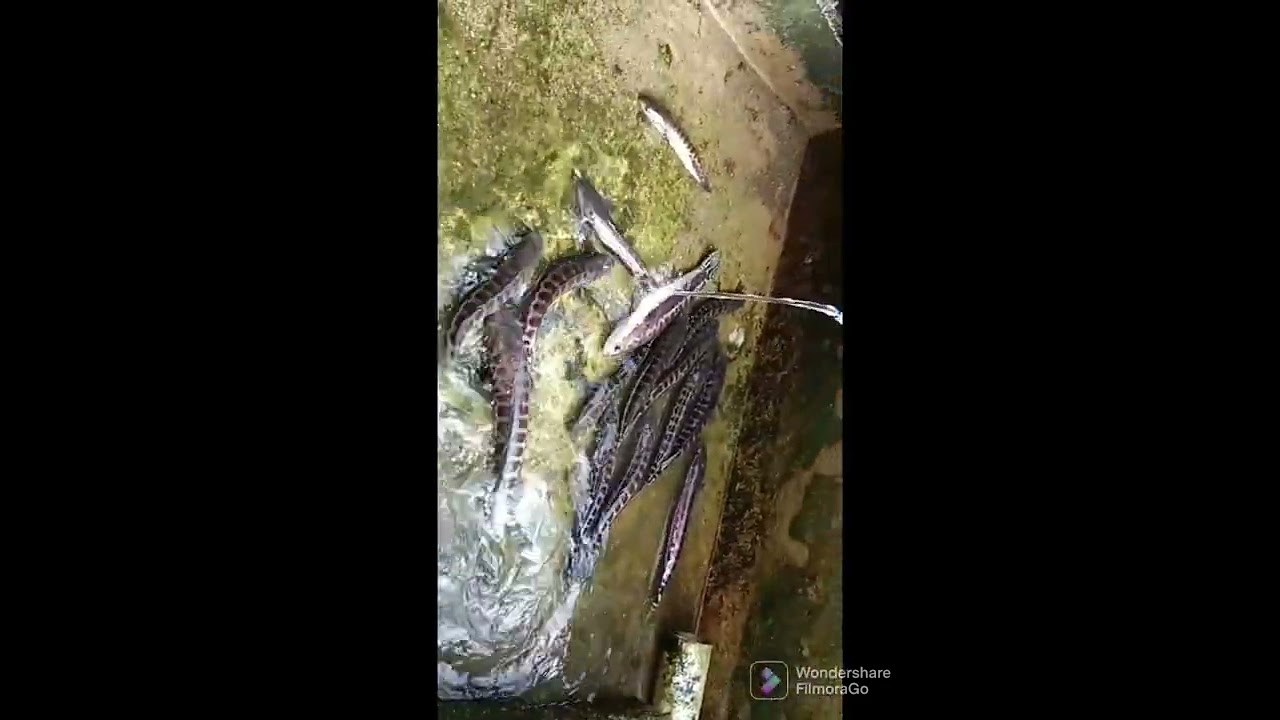 TOMAN MONSTER 5 KG TOMAN UNGU