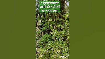 १ जुलाई सोमवार के दिन लक्ष्मी कमी हो तो यह अचूक उपाय करें #उपाय #पंडितप्रदीपमिश्राजी #upay #shorts