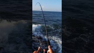 Nice Yellow Jack Fishing on the rocks in Tobago check out the full video!
