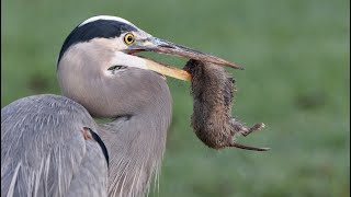 Great Blue Herons hunting and eating gophers