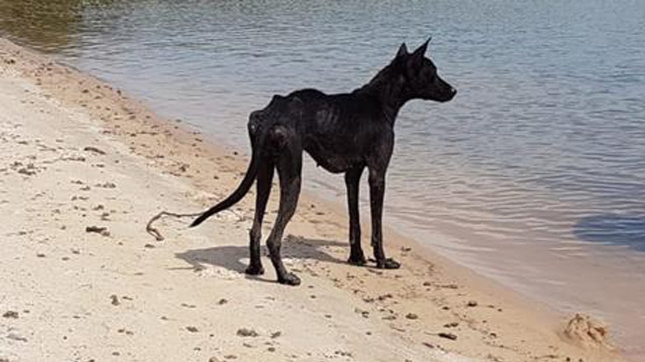 Starving Dog Abandoned on a Deserted Island, Every Day Looking at The ...