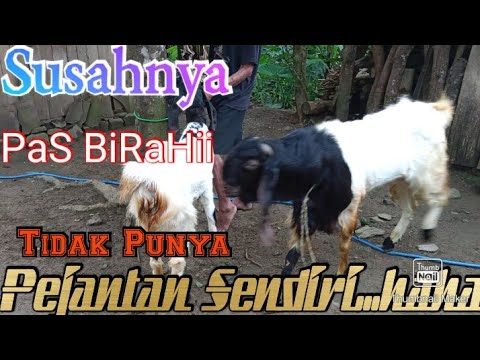 ciri ciri kambing etawa birahi minta di kawinkan dengan pejantan - YouTube