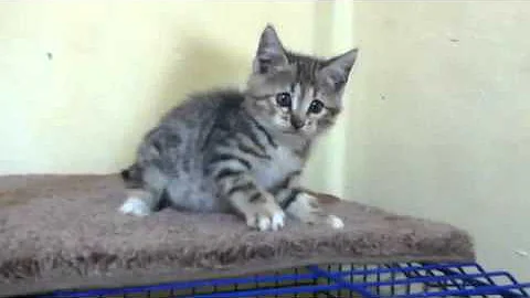 Video 8464391: bengal mix cat, bengal mix kitten