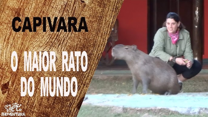Mundo Tentacular: Roedores Terríveis: O Rato Gigante do Sumatra
