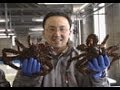 海からのおいしい贈り物　（３２）ハナサキガニ・資源回復に挑む！－  北海道・根室市－