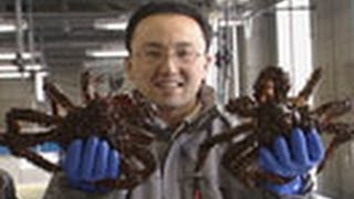 海からのおいしい贈り物　（３２）ハナサキガニ・資源回復に挑む！－  北海道・根室市－