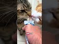 Evening SLURPEE #catsoftiktok #fy #orangecat #funnycat #viralcat Buffalo