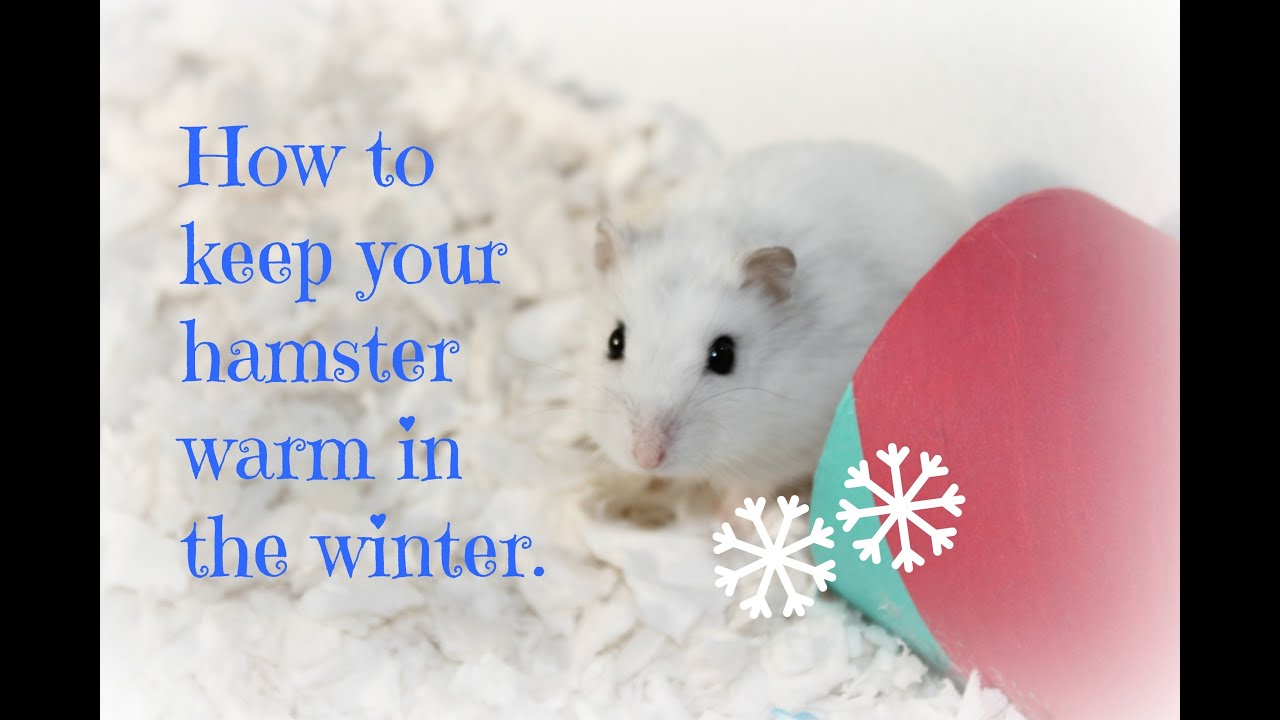 How to Keep Hamster Warm in Cold House 