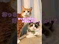 【CAT】おっきい子の方が好きなんでしょ!? #shorts #cat #cats #cute #猫動画 #猫 #可愛い猫 #かわいい猫