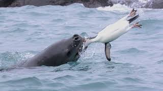 Leopard Seals Facts and Information | Familiarity with Leopard Seals