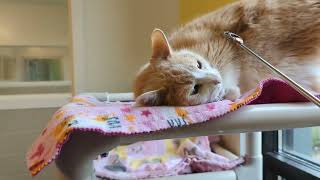 Adopt Tang at Seattle Humane