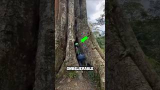 Secret Tribal Houses Built Inside Trees