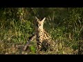 The Wild Cat Behind Savannah Cats African Serval Explained Servalcats Serval Savannahcat 